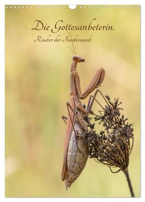 Die Gottesanbeterin. Räuber der Insektenwelt. (Wandkalender 2024 DIN A3 hoch), CALVENDO Monatskalender von juehust,  juehust