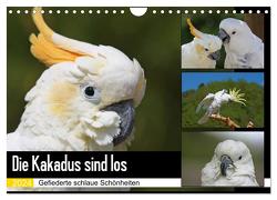 Die Kakadus sind los (Wandkalender 2024 DIN A4 quer), CALVENDO Monatskalender von Lindert-Rottke,  Antje