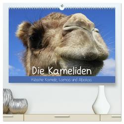 Die Kameliden. Hübsche Kamele, Lamas und Alpakas (hochwertiger Premium Wandkalender 2024 DIN A2 quer), Kunstdruck in Hochglanz von Stanzer,  Elisabeth