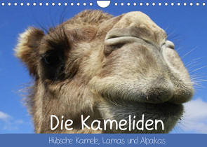 Die Kameliden. Hübsche Kamele, Lamas und Alpakas (Wandkalender 2022 DIN A4 quer) von Stanzer,  Elisabeth