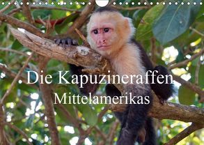 Die Kapuzineraffen Mittelamerikas (Wandkalender 2019 DIN A4 quer) von M.Polok