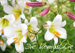 Die Königslilie (Wandkalender 2023 DIN A2 quer) von Kruse,  Gisela