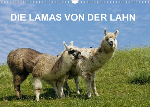 DIE LAMAS VON DER LAHN (Wandkalender 2022 DIN A3 quer) von Albert,  Jutta