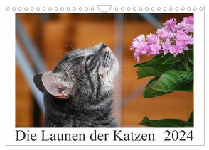 Die Launen der Katzen 2024 (Wandkalender 2024 DIN A4 quer), CALVENDO Monatskalender von Kropf,  Anna