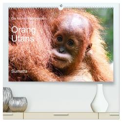 Die letzten freilebenden Orang Utans (hochwertiger Premium Wandkalender 2024 DIN A2 quer), Kunstdruck in Hochglanz von photografie-iam.ch,  photografie-iam.ch
