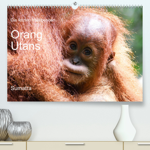 Die letzten freilebenden Orang Utans (Premium, hochwertiger DIN A2 Wandkalender 2023, Kunstdruck in Hochglanz) von photografie-iam.ch