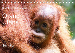 Die letzten freilebenden Orang Utans (Tischkalender 2023 DIN A5 quer) von photografie-iam.ch