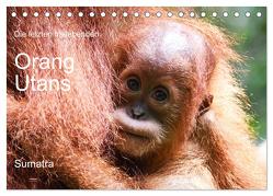 Die letzten freilebenden Orang Utans (Tischkalender 2024 DIN A5 quer), CALVENDO Monatskalender von photografie-iam.ch,  photografie-iam.ch