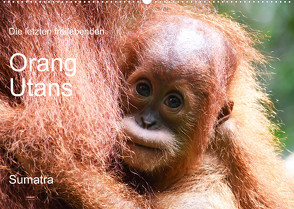 Die letzten freilebenden Orang Utans (Wandkalender 2023 DIN A2 quer) von photografie-iam.ch
