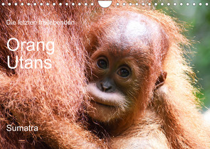 Die letzten freilebenden Orang Utans (Wandkalender 2023 DIN A4 quer) von photografie-iam.ch