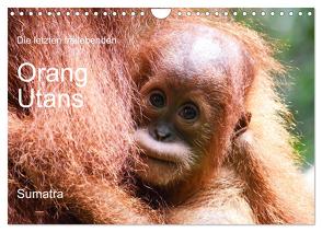 Die letzten freilebenden Orang Utans (Wandkalender 2024 DIN A4 quer), CALVENDO Monatskalender von photografie-iam.ch,  photografie-iam.ch