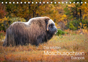 Die letzten Moschusochsen Europas (Tischkalender 2023 DIN A5 quer) von Oberholzer,  David