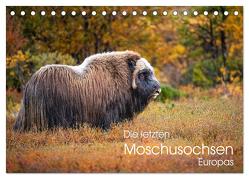 Die letzten Moschusochsen Europas (Tischkalender 2024 DIN A5 quer), CALVENDO Monatskalender von Oberholzer,  David