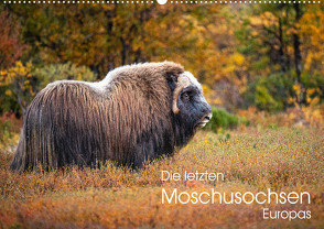 Die letzten Moschusochsen Europas (Wandkalender 2023 DIN A2 quer) von Oberholzer,  David
