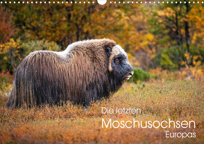 Die letzten Moschusochsen Europas (Wandkalender 2023 DIN A3 quer) von Oberholzer,  David