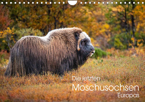 Die letzten Moschusochsen Europas (Wandkalender 2023 DIN A4 quer) von Oberholzer,  David