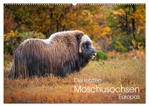 Die letzten Moschusochsen Europas (Wandkalender 2024 DIN A2 quer), CALVENDO Monatskalender von Oberholzer,  David