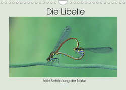 Die Libelle – tolle Schöpfung der Natur (Wandkalender 2022 DIN A4 quer) von Rufotos