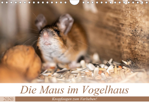 Die Maus im Vogelhaus (Wandkalender 2020 DIN A4 quer) von Photography by Nicole Köstler,  Passion