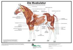 Die Muskulatur von Deutsche Reiterliche Vereinigung e.V., Hertsch,  Bodo, Spenlen,  Uwe