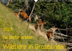 Die Natur erleben – Wildtiere in GraubündenCH-Version (Wandkalender 2023 DIN A3 quer) von Plattner,  Jürg