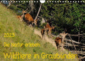 Die Natur erleben – Wildtiere in GraubündenCH-Version (Wandkalender 2023 DIN A4 quer) von Plattner,  Jürg