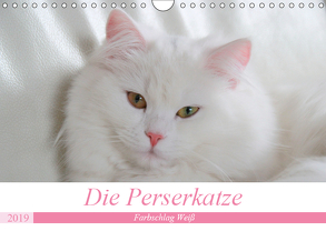 Die Perserkatze – Farbschlag Weiß (Wandkalender 2019 DIN A4 quer) von Klatt,  Arno