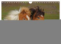 Die Pferde Islands – Ein Streifzug durch Island (Wandkalender 2024 DIN A4 quer), CALVENDO Monatskalender von Pantke,  Reinhard