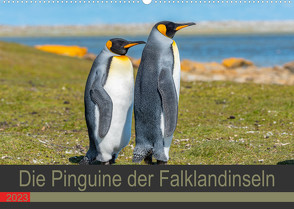 Die Pinguine der Falklandinseln (Wandkalender 2023 DIN A2 quer) von W. Saul,  Norbert