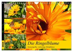 Die Ringelblume. Sonnengelbe, vielseitige Heilpflanze (Wandkalender 2024 DIN A4 quer), CALVENDO Monatskalender von Hurley,  Rose
