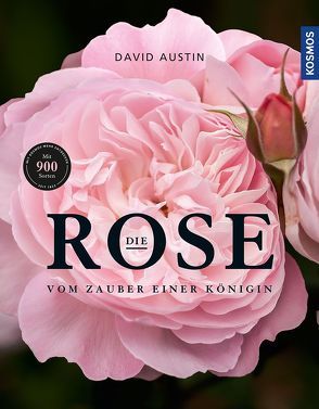 Die Rose von Austin,  David