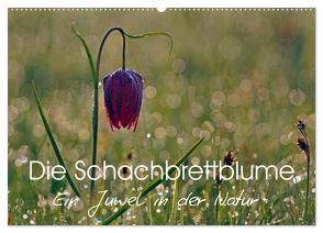 Die Schachbrettblume (Wandkalender 2024 DIN A2 quer), CALVENDO Monatskalender von Klapp,  Lutz