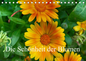 Die Schönheit der Blumen (Tischkalender 2023 DIN A5 quer) von Morlok,  Andreas