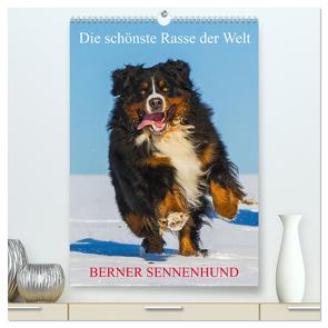 Die schönste Rasse der Welt – Berner Sennenhund (hochwertiger Premium Wandkalender 2024 DIN A2 hoch), Kunstdruck in Hochglanz von Starick,  Sigrid