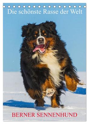 Die schönste Rasse der Welt – Berner Sennenhund (Tischkalender 2024 DIN A5 hoch), CALVENDO Monatskalender von Starick,  Sigrid