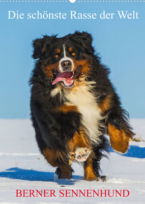 Die schönste Rasse der Welt – Berner Sennenhund (Wandkalender 2023 DIN A2 hoch) von Starick,  Sigrid