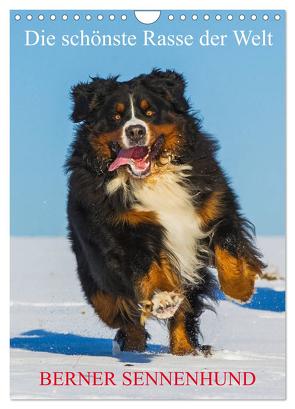 Die schönste Rasse der Welt – Berner Sennenhund (Wandkalender 2024 DIN A4 hoch), CALVENDO Monatskalender von Starick,  Sigrid