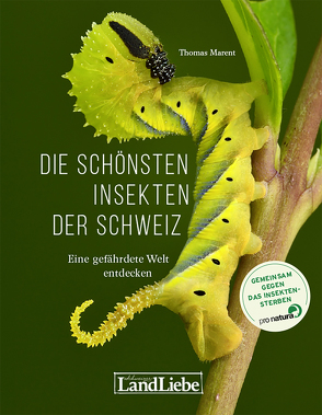 Die schönsten Insekten der Schweiz von Marent,  Thomas
