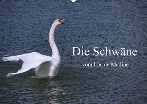 Die Schwäne vom Lac de Madine (Wandkalender 2018 DIN A2 quer) von Nitzold-Briele,  Gudrun