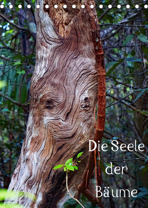 Die Seele der Bäume (Tischkalender 2023 DIN A5 hoch) von Struve,  Andreas