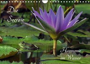 Die Seerose – Harmonie im Wasser (Wandkalender 2023 DIN A4 quer) von fischer,  siegfried