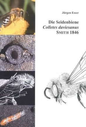 Die Seidenbiene Colletes daviesanus Smith 1846 von Esser,  Jürgen