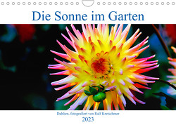 Die Sonne im Garten – Dahlien, fotografiert von Ralf Kretschmer. (Wandkalender immerwährend DIN A4 quer) von Kretschmer,  Ralf