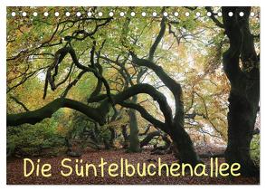 Die Süntelbuchenallee (Tischkalender 2024 DIN A5 quer), CALVENDO Monatskalender von Loewa,  Bernhard