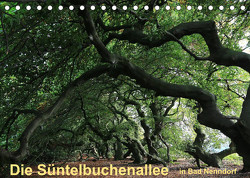 Die Süntelbuchenallee von Bad Nenndorf (Tischkalender 2023 DIN A5 quer) von Loewa,  Bernhard