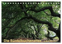 Die Süntelbuchenallee von Bad Nenndorf (Tischkalender 2024 DIN A5 quer), CALVENDO Monatskalender von Loewa,  Bernhard