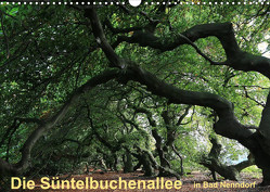 Die Süntelbuchenallee von Bad Nenndorf (Wandkalender 2023 DIN A3 quer) von Loewa,  Bernhard