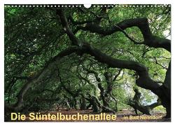 Die Süntelbuchenallee von Bad Nenndorf (Wandkalender 2024 DIN A3 quer), CALVENDO Monatskalender von Loewa,  Bernhard