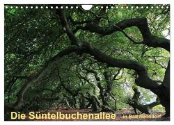 Die Süntelbuchenallee von Bad Nenndorf (Wandkalender 2024 DIN A4 quer), CALVENDO Monatskalender von Loewa,  Bernhard
