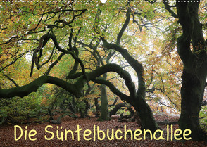 Die Süntelbuchenallee (Wandkalender 2023 DIN A2 quer) von Loewa,  Bernhard